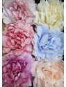 PEONIA GŁOWA NEW 14CM POWDER LT BLUE