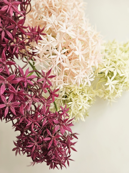 ALLIUM – CZOSNEK 3 KWIATY 64CM BURGUNDY MAGENTA
