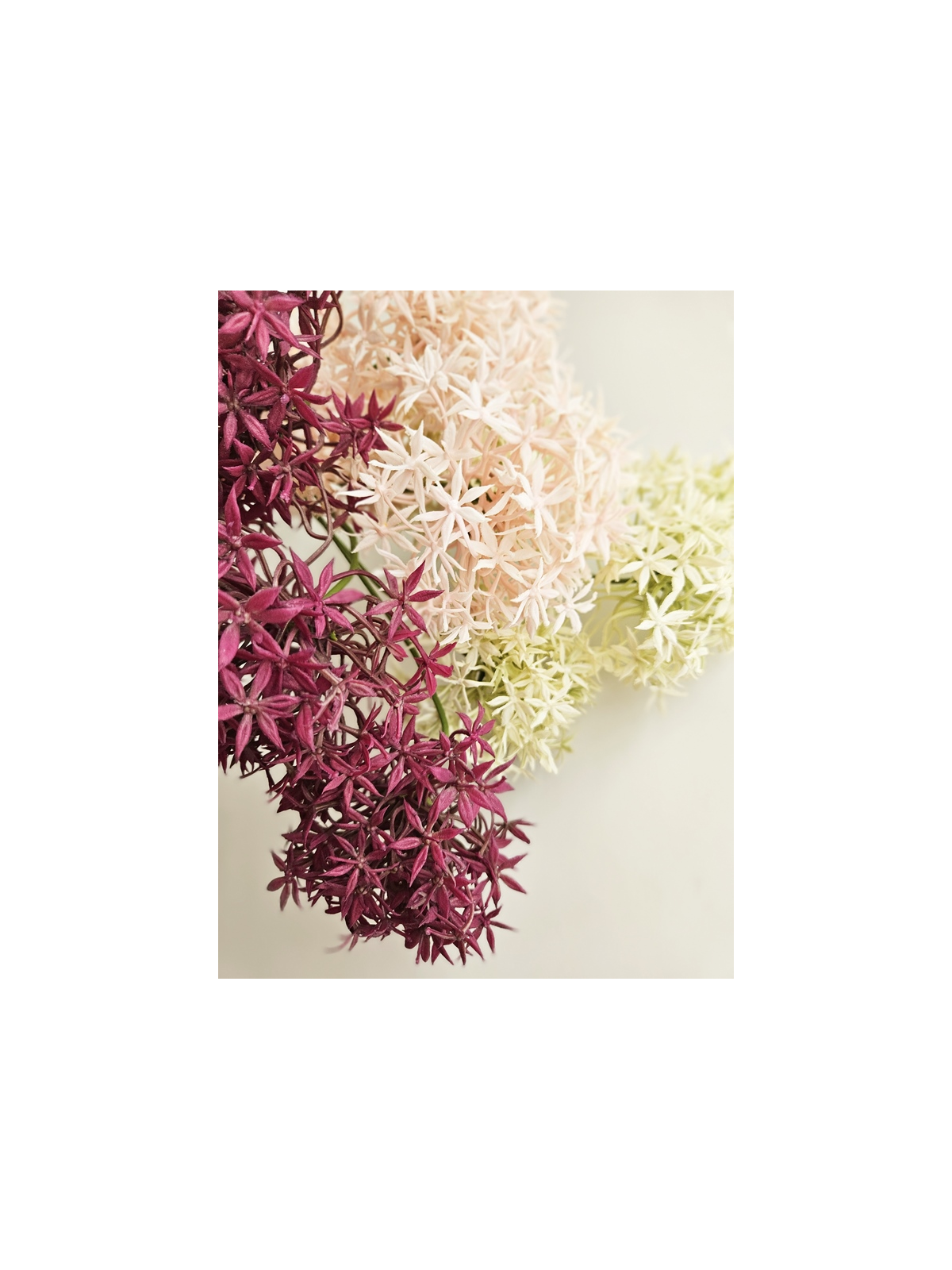 ALLIUM – CZOSNEK 3 KWIATY 64CM BURGUNDY MAGENTA