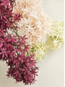 ALLIUM – CZOSNEK 3 KWIATY 64CM BURGUNDY MAGENTA