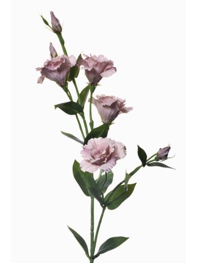 EUSTOMA GAŁĄZKA 83CM SUN345 DELICATE BROWN 3116