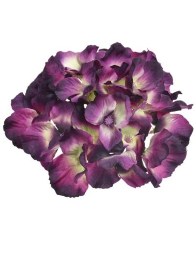 HORTENSJA GŁÓWKA 15CM SUN644 AUBERGINE