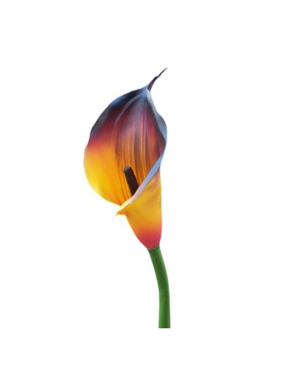 CALLA GUMA 72 CM ANA1013 GOLD BURGUNDY
