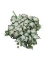 LIŚĆ X3  WINOBLUSZCZ OMSZAŁY 74CM POWDER DK GREEN