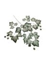 LIŚĆ X3  WINOBLUSZCZ OMSZAŁY 74CM POWDER DK GREEN