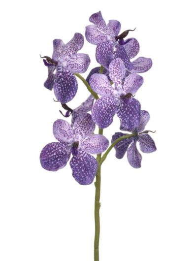 STORCZYK VANDA 60CM LEV002 SOFT ULTRA VIOLET
