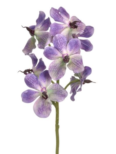 STORCZYK VANDA 60CM LEV002 SOFT VIOLET