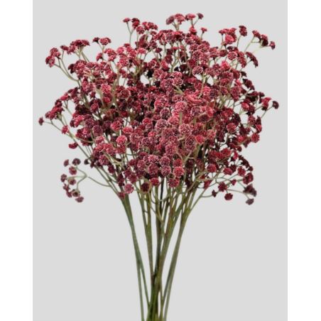 GIPSÓWKA GUMA 60CM CV32111 BURGUNDY VINE