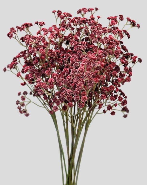 GIPSÓWKA GUMA 60CM CV32111 BURGUNDY VINE