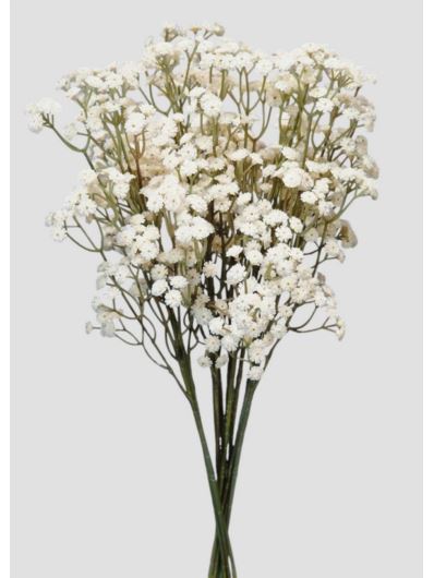 GIPSÓWKA GUMA 60CM CV32111 OLD CREAM