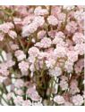 GIPSÓWKA GUMA 60CM CV32111 OLD POWDER PINK
