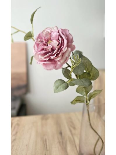 RÓŻA ANGIELSKA AUSTIN 65CM OLD PINK