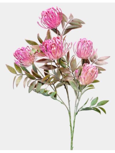 LEUCOSPERMUM GAŁĄZKA  5 KWIATÓW CV31680 OLD BEAUTY