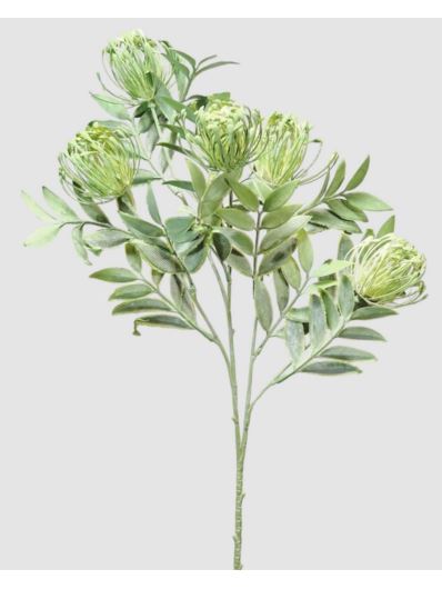 LEUCOSPERMUM GAŁĄZKA  5 KWIATÓW CV31680 POWDER GR