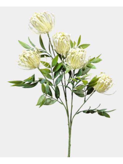 LEUCOSPERMUM GAŁĄZKA  5 KWIATÓW CV31680 CREAM