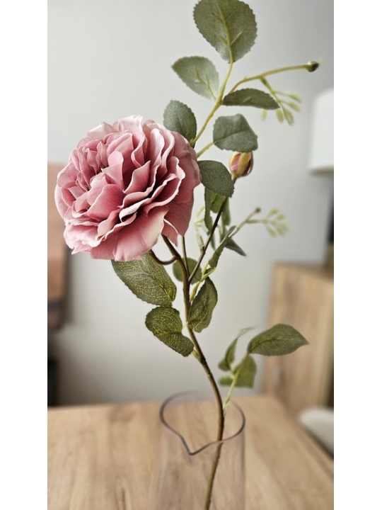 RÓŻA ANGIELSKA AUSTIN 65CM OLD MAUVE PINK