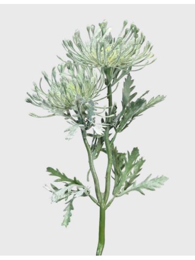 LEUCOSPERMUM X2 37CM CV2826 POWDER GREEN