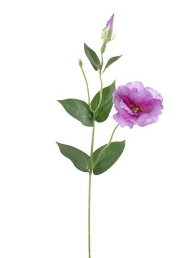 EUSTOMA NA PIKU 47CM SUN357 PINK EDGE LT.PINK