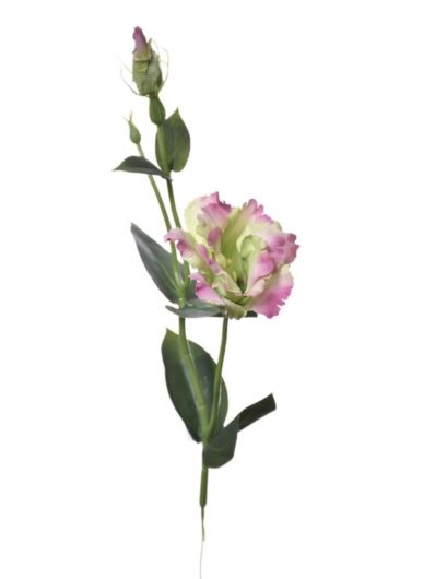 EUSTOMA NA PIKU 47CM SUN357 GREEN BEAUTY