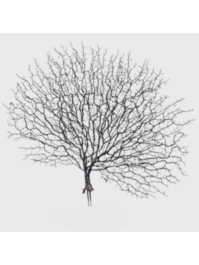 KORALOWIEC GAŁĄZKA 48CM X 48CM BLACK BROWN