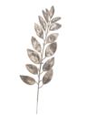 LIŚĆ LAUROWY PICK 34CM 10SZT/PACZKA CHAMPAGNE