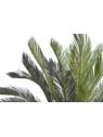 CYKAS W DONICZCE 120CM GREEN