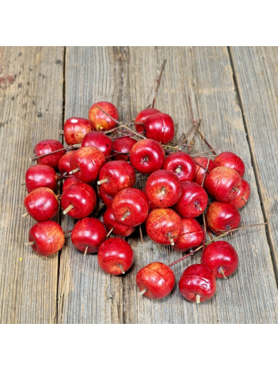 JABŁUSZKA NA DRUCIKU 10CM 36SZT./PACZ RED