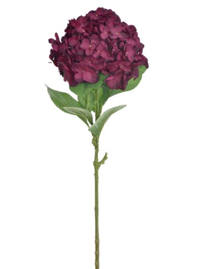 HORTENSJA POJ. DUŻA  80CM SUN643 DEEP BURGUNDY