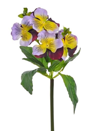 BRATKI 23CM VIOLET YELLOW