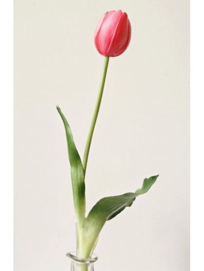 TULIPAN POJEDYNCZY GUMA 38CM BEAUTY PINK