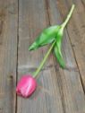 TULIPAN POJEDYNCZY GUMA 38CM BEAUTY PINK
