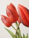 TULIPAN PĘCZEK GUMA NEW 5 KWIATÓW 38CM RED