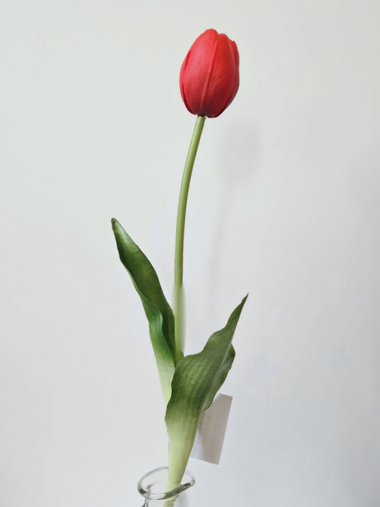 TULIPAN POJEDYNCZY GUMA 38CM RED