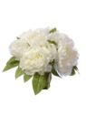 PEONIA BUKIET 38CM 12 KWIATÓW SUN533 (WHITE) CREAM