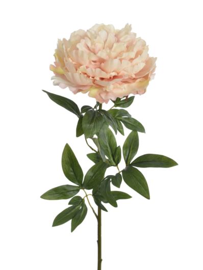 PEONIA POJEDYNCZA 72CM REN2008 RT POWDER PEACH