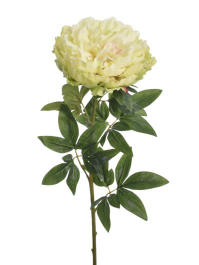 PEONIA POJEDYNCZA 72CM REN2008 RT GREEN