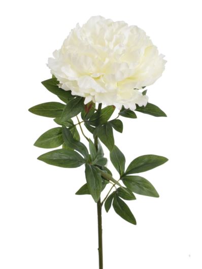 PEONIA POJEDYNCZA 72CM REN2008 RT WHITE