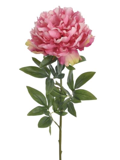 PEONIA POJEDYNCZA 72CM REN2008 RT PINK