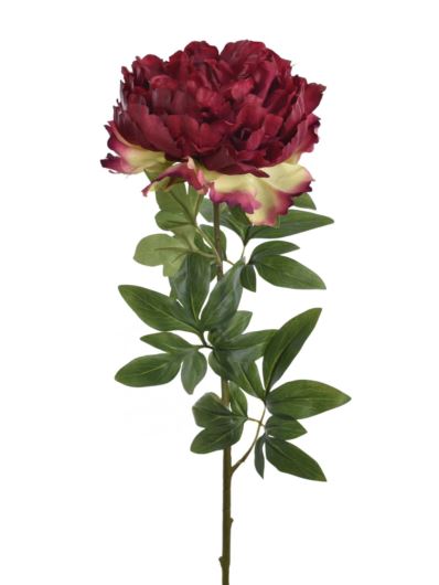 PEONIA POJEDYNCZA 72CM REN2008 RT FUCHSIA
