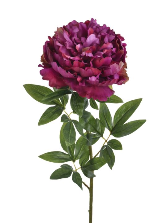 PEONIA POJEDYNCZA 72CM REN2008 RT PURPLE