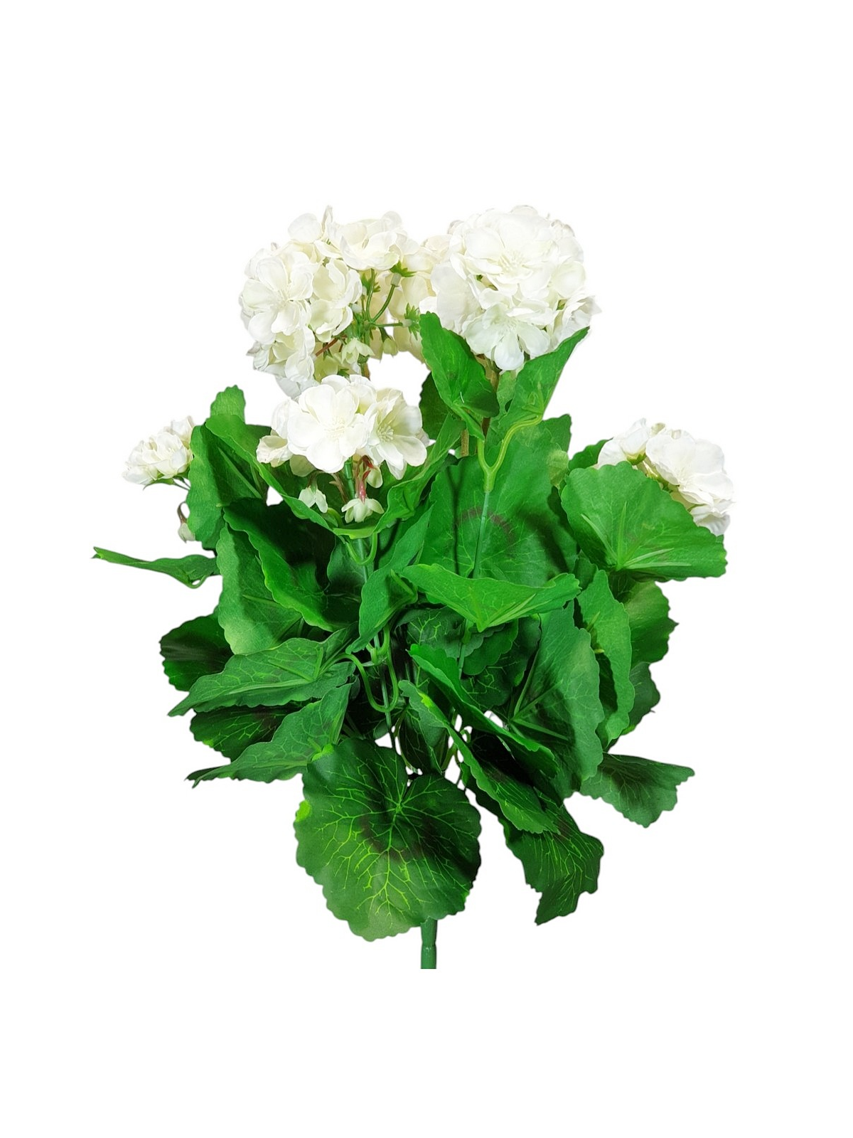 PELARGONIA X7 40CM SUN534 WHITE