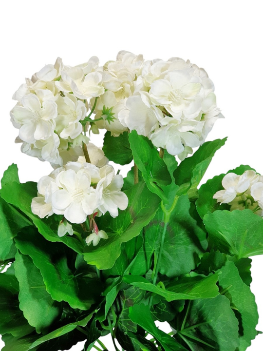 PELARGONIA X7 40CM SUN534 WHITE