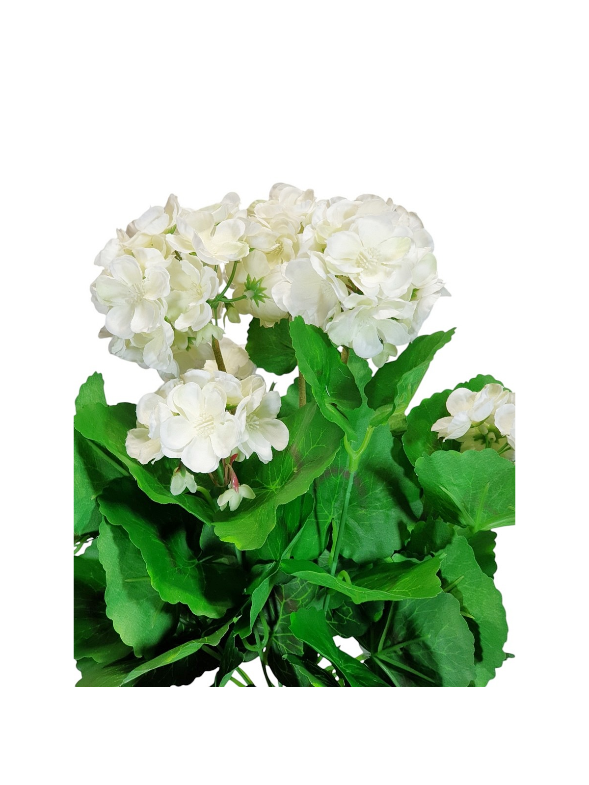 PELARGONIA X7 40CM SUN534 WHITE