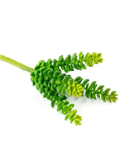 SUKULENT 20CM GREEN LT YELLOW