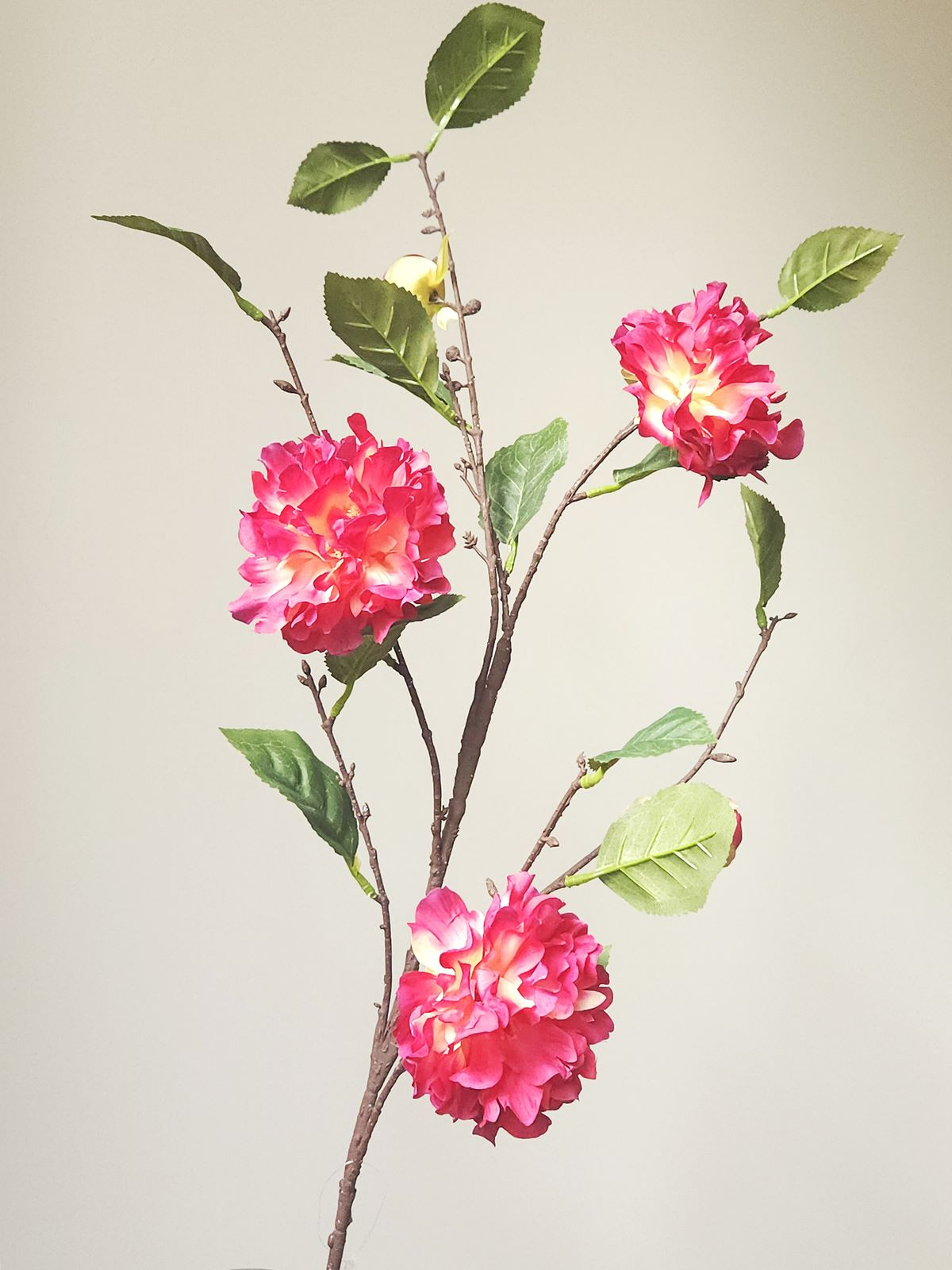 CAMELIA JAPOŃSKA GAŁĄZKA 91CM WINE BEAUTY
