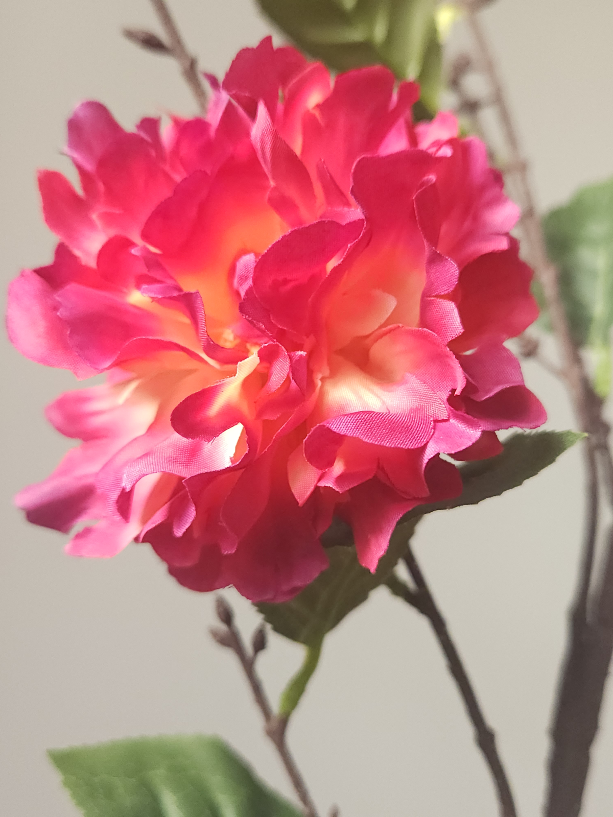 CAMELIA JAPOŃSKA GAŁĄZKA 91CM WINE BEAUTY