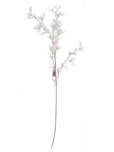 CLEMATIS MADAGASKARSKI 100CM WHITE