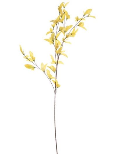 CLEMATIS MADAGASKARSKI 100CM YELLOW