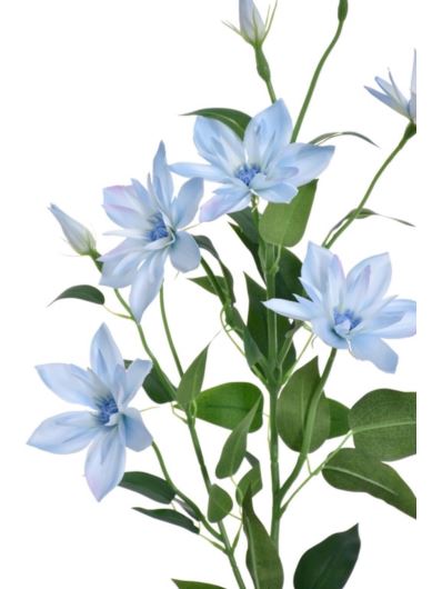 KLEMATIS GAŁĄZKA 80CM SUN508 POWDER BLUE