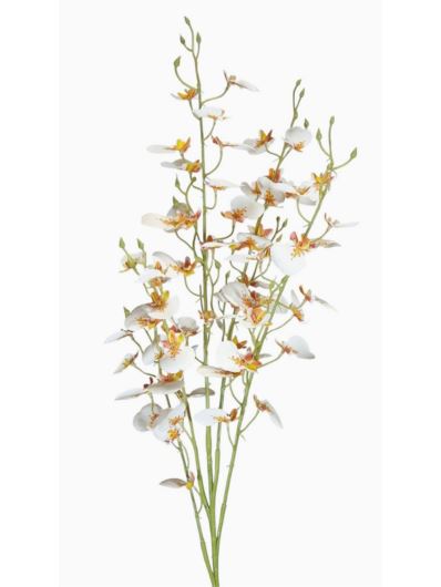 STORCZYK ONCYDIUM 92CM CV34925 RT WHITE